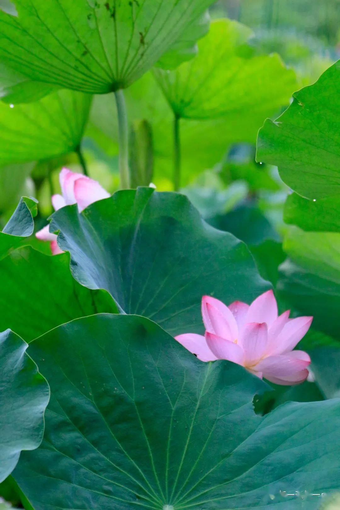 盛夏之幸 | 拍出最美荷花_苏长荣_莲花池公园_搜索