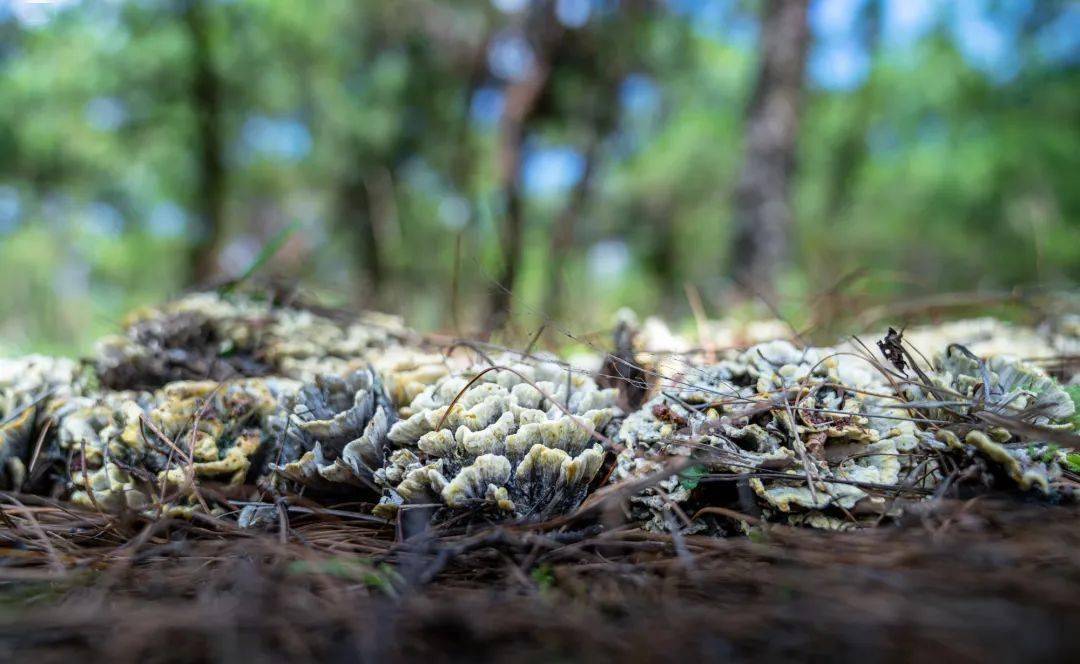 【乡村振兴】人工赋能野生菌,长势好产量高_晋宁_家庭_顾晓坤