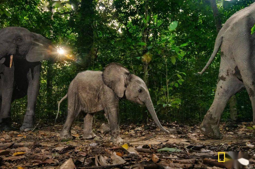 气温升高1°c,森林象失去一生