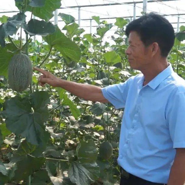 南向店乡简塝村：果蔬大棚 助农致富_陈家厚_集体_村民