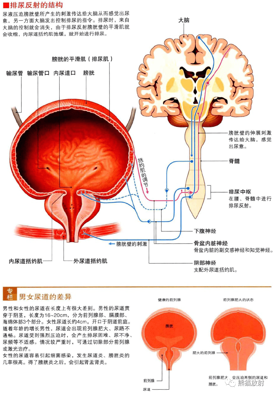 3d解剖丨腎臟,男/女生殖,胎兒_人體_唐曉豔_輸尿管