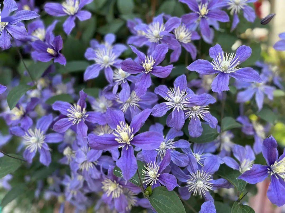 2/3类花瓣类型:单瓣/半重瓣/重瓣早花大花型铁线莲"努比亚"艾