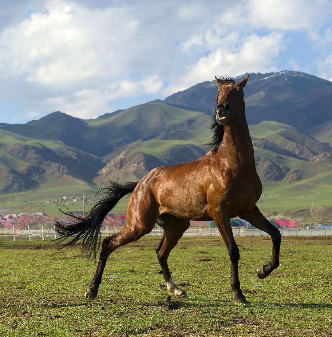 伊犁昭苏马场的马种图片