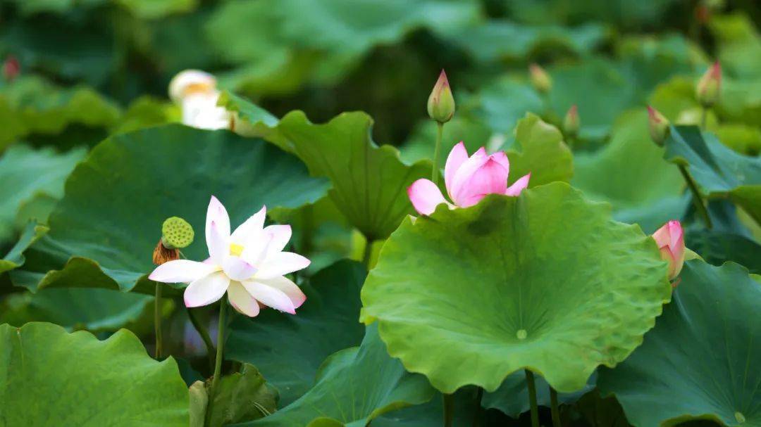 姚西花海惊艳上线!_莲花_荷花_西村