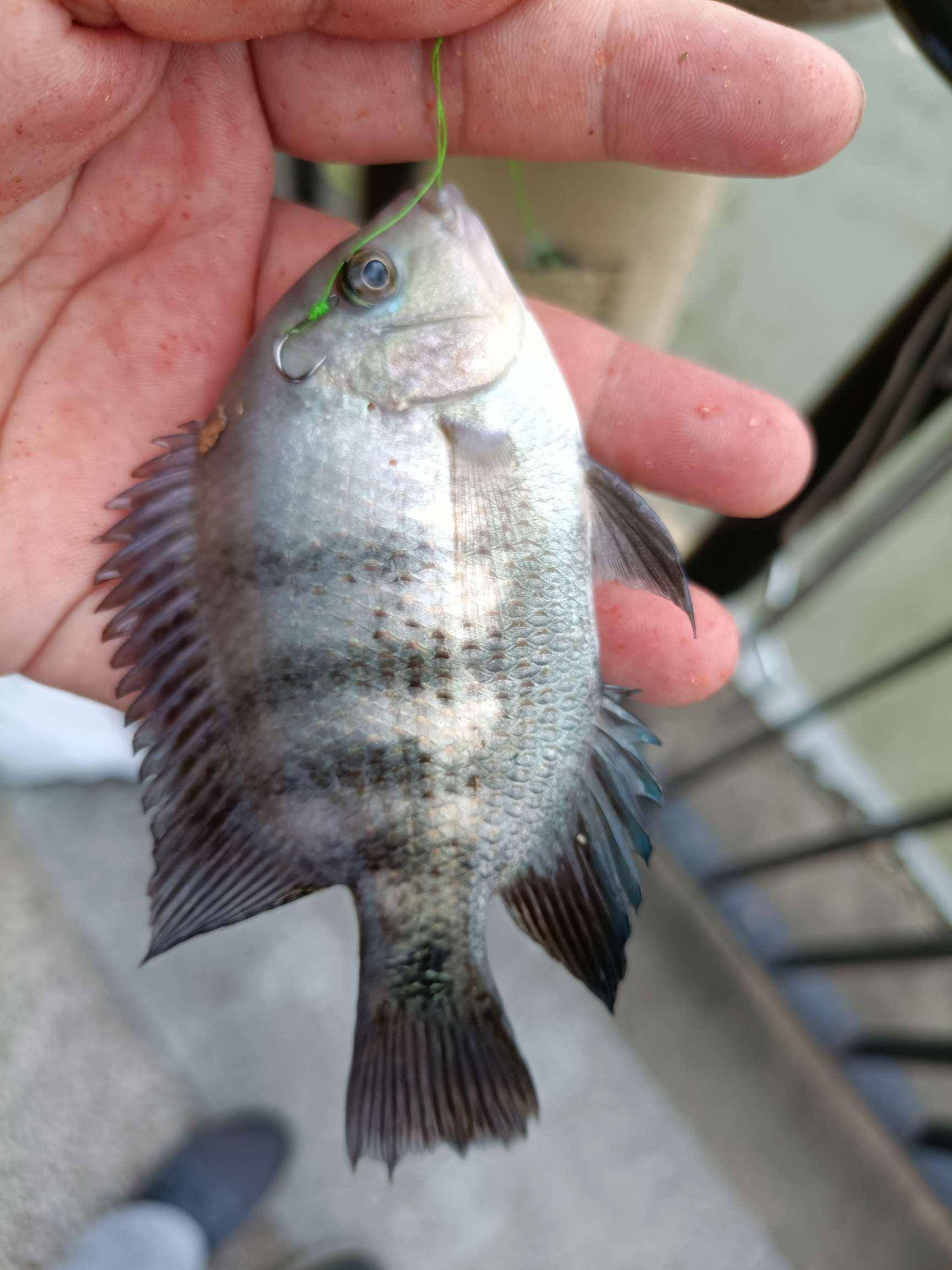 大风大浪出大鱼恍惚之间上大货