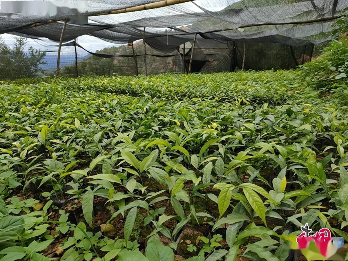 雲南雙柏:小甜苗成致富樹 撂荒地變金土地_甜菜_種植_雙柏縣