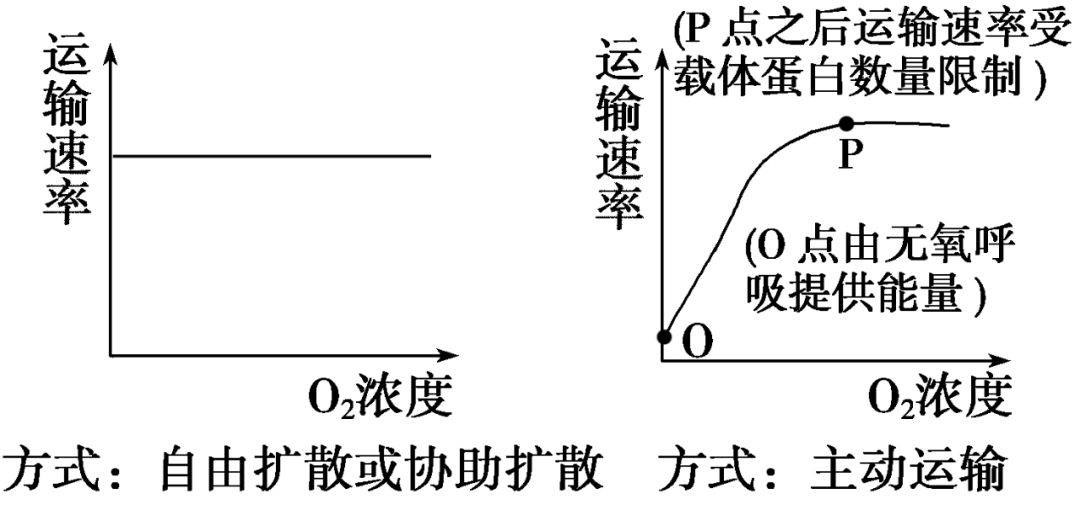 主动运输的曲线图图片