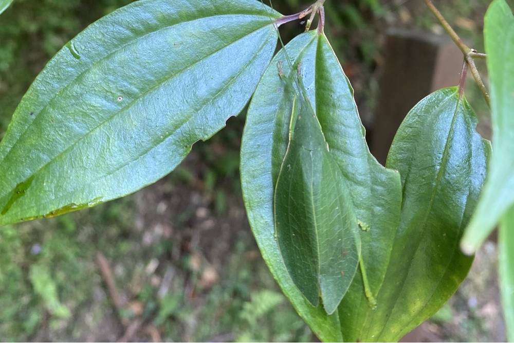 台北故宫大型特展“草虫捉迷藏”：寻找宋画里的虫迹
                
                 