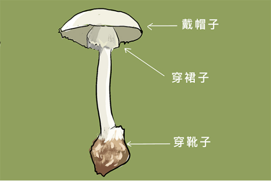 灰花纹鹅膏脚上穿靴(菌托).