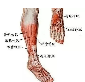 脚面肌肉分布图图片