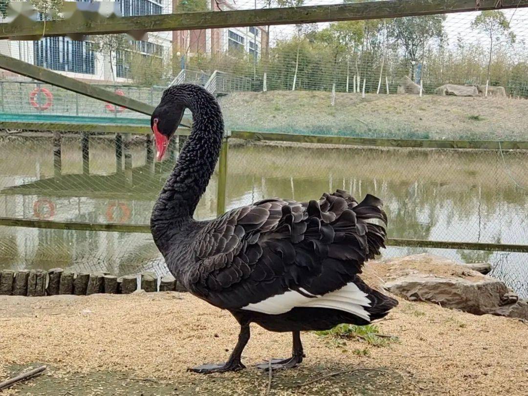 【科创科普】华理动物园?再来亿点!