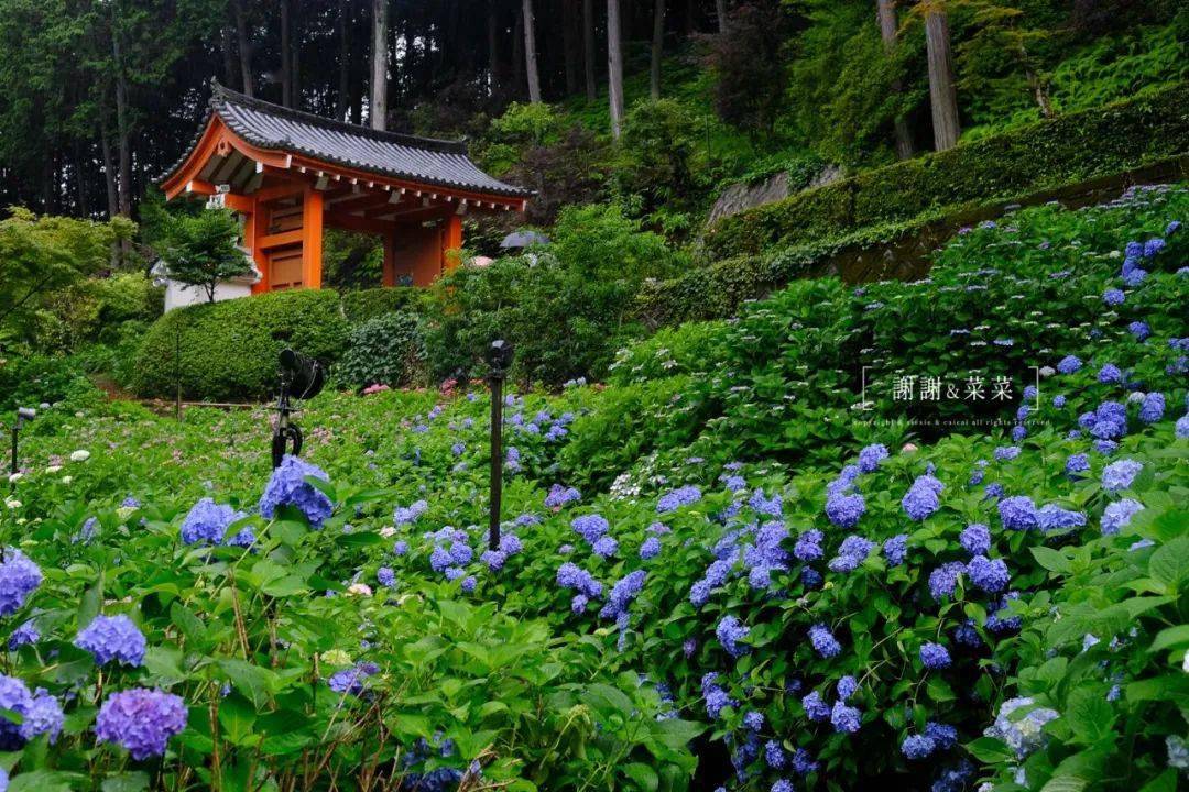 梅雨季 三室户的紫阳花带来的治愈感 京都的100件小事 绣球 夏天 时候