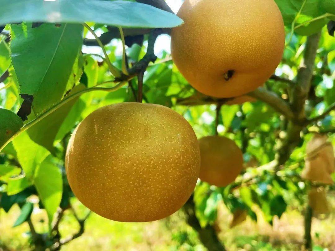 目前,盛世梨园的早熟品种圆黄梨,翠冠梨等已经成熟,黄花梨,黄金梨等