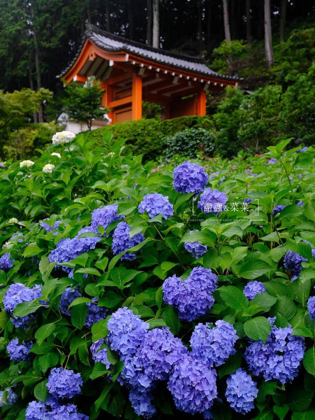 梅雨季 三室户的紫阳花带来的治愈感 京都的100件小事 绣球 夏天 时候