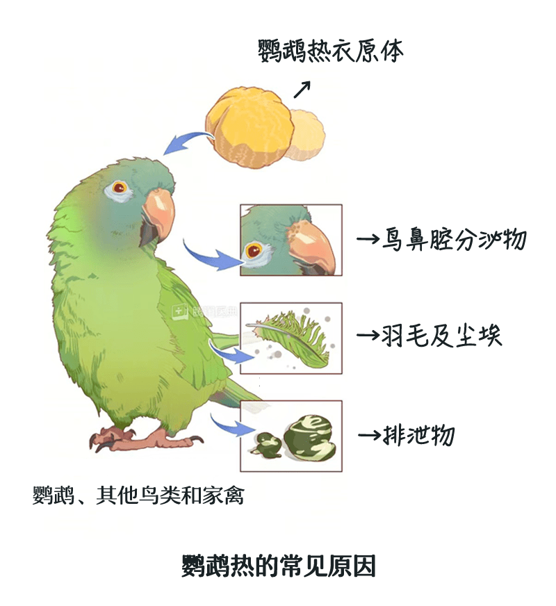 鹦鹉热_病情_台风