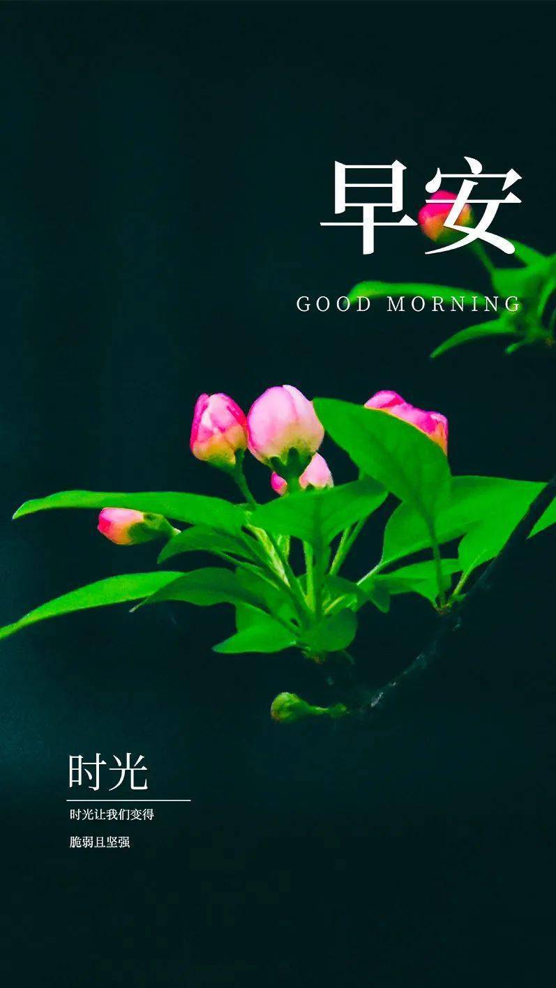 早安心语 22年7月10日 问候 蝉儿 麻雀