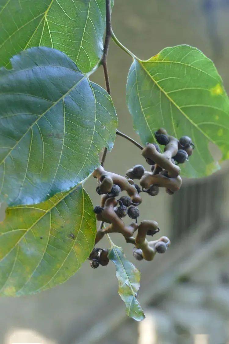 你好大自然第233期枳椇拐枣