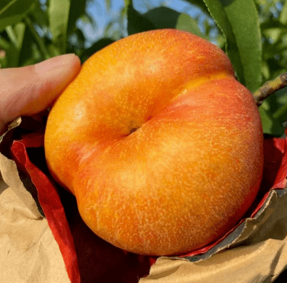 黄金蟠桃299元起不止甜软糯多汁桃香四溢黄金水果c位送亲朋自食用闭眼