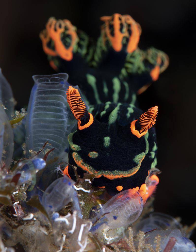 微距镜头捕捉海蛞蝓深海身影颜色艳丽好似外星来客