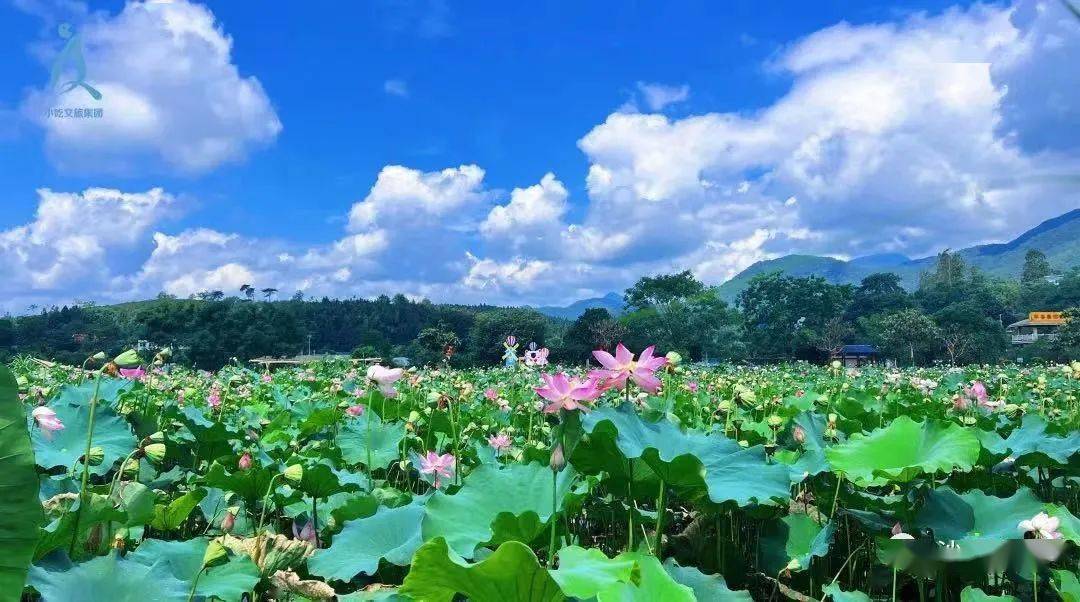 "荷"你有约,沙县最全赏荷攻略看这里!_陈光铨_荷花_荷塘
