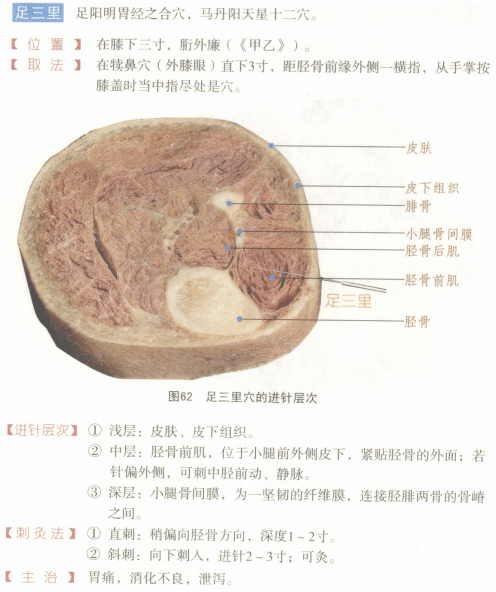 常用穴位解剖图谱彩图版