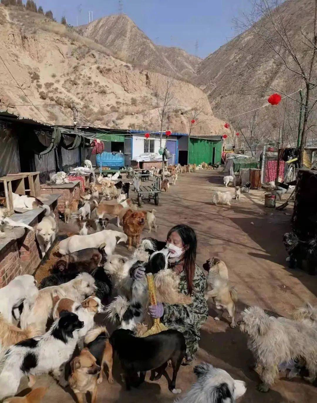 求助兰州海石湾流浪狗基地被大水淹没1300多只毛孩断粮一起帮帮它们