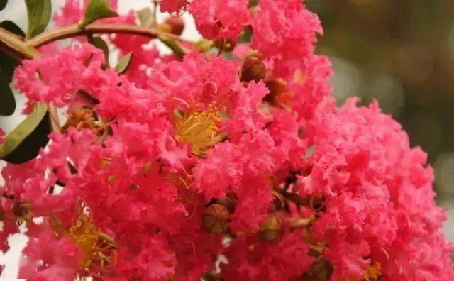 城市形象的重要标志,盘点湖北各市市花,一同了解这特殊的"名片"!