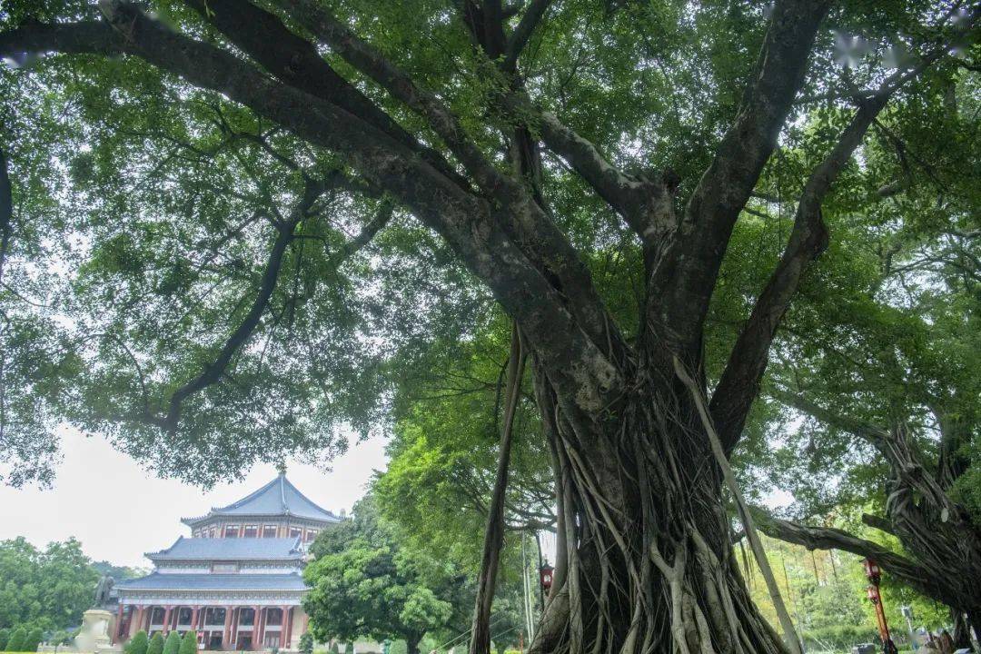 越秀丨流花路这棵百年大叶榕,见证过69届广交会_广州人_体育馆_榕树