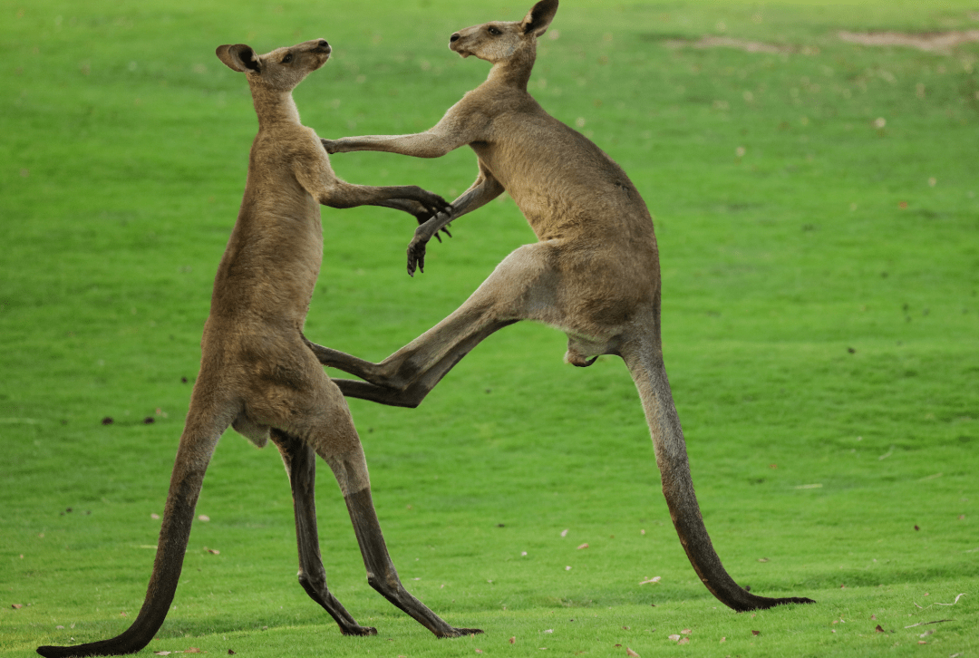 傍晚,偶遇袋鼠打架_四肢_闭园_动物