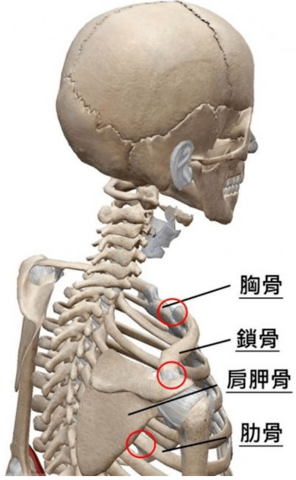 锁骨又连结到胸骨