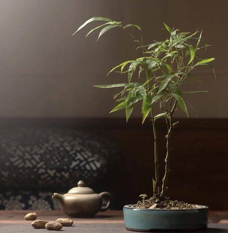 宁可食无肉不可居无竹