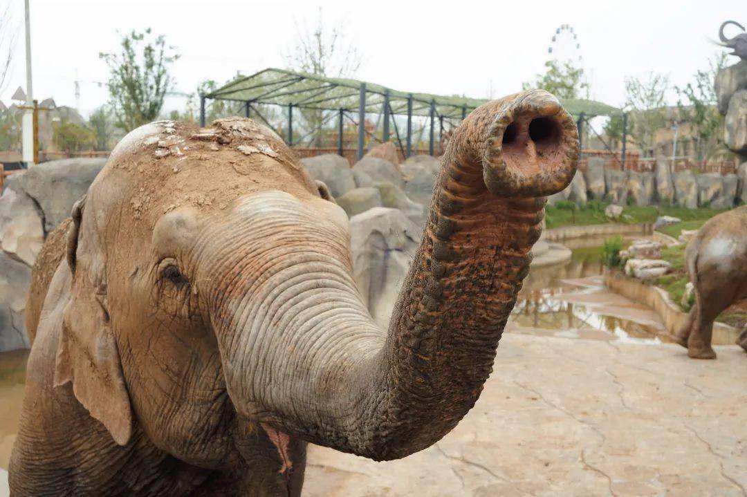 它们就是亚洲体型最大的陆地动物