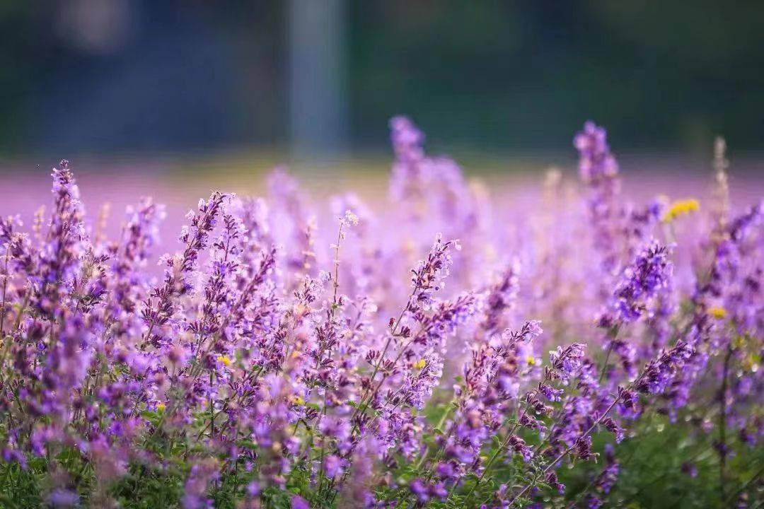 「新都桥香薰谷」走进爱丽丝的梦游仙境,奔赴一场紫色浪漫_薰衣草