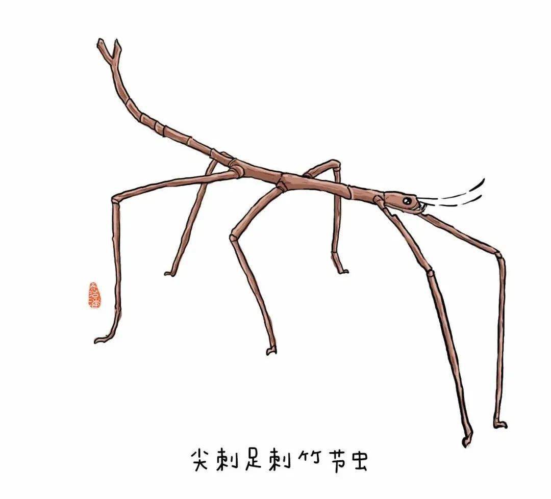 尖刺足刺竹节虫世界上最长的昆虫4性格机警并且好动侏儒狨猴视觉