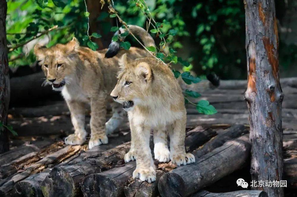 北京動物園的管舍分為東區,西區和北區,其中東區有獅虎山,熊山,白熊館