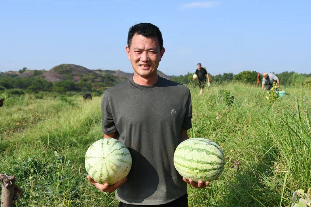 农民丰收江西铅山新滩百亩山地西瓜成熟上市