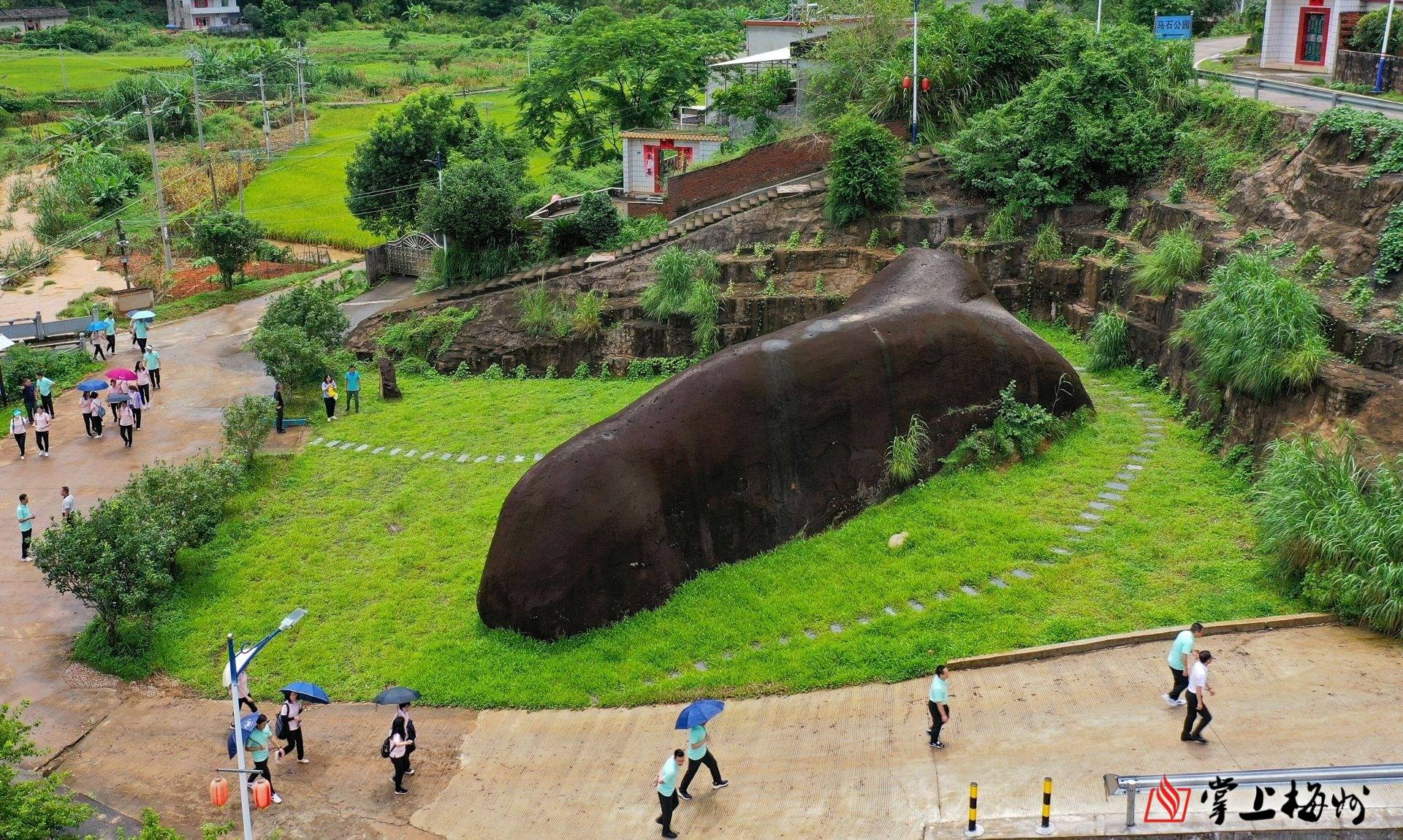 兴宁市石马镇这样立足资源优势绘就乡村振兴新画卷._种植_油茶_贷款