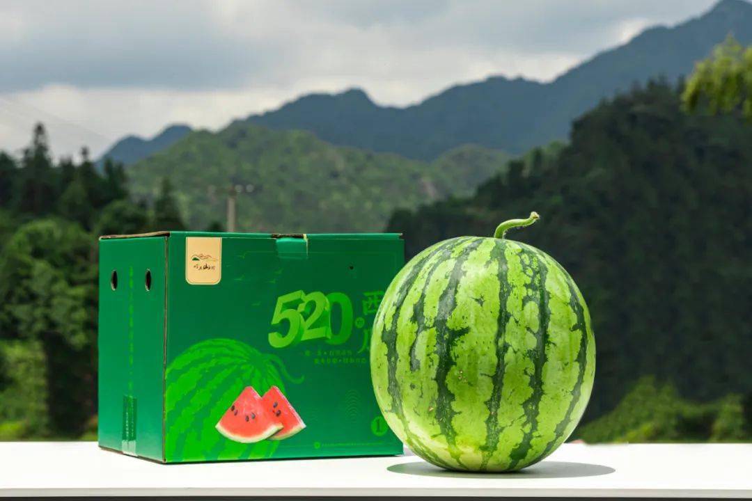 乐清高山西瓜出圈了海拔520米的甜蜜诱惑