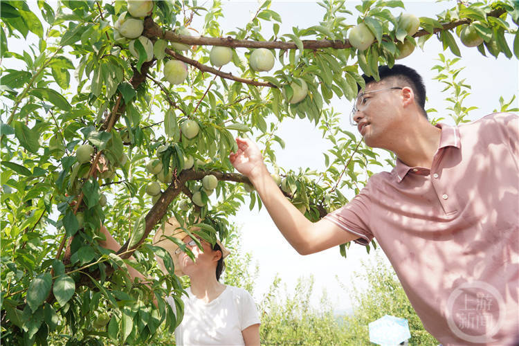 渝北古路“仙桃李”成熟了！等你去采摘