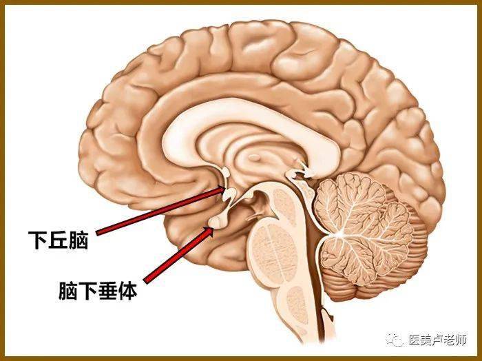 脑下垂体图片