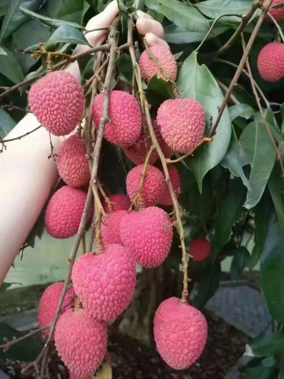 9元!想品尝正宗永春岵山荔枝的点进来_雨霏_预定_招虎