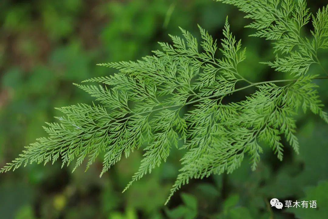 野雉尾金粉蕨_气质_孢子_叶子