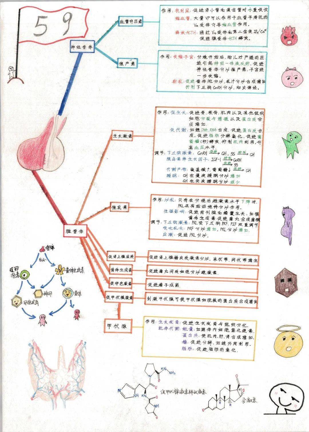 生理学画图图片