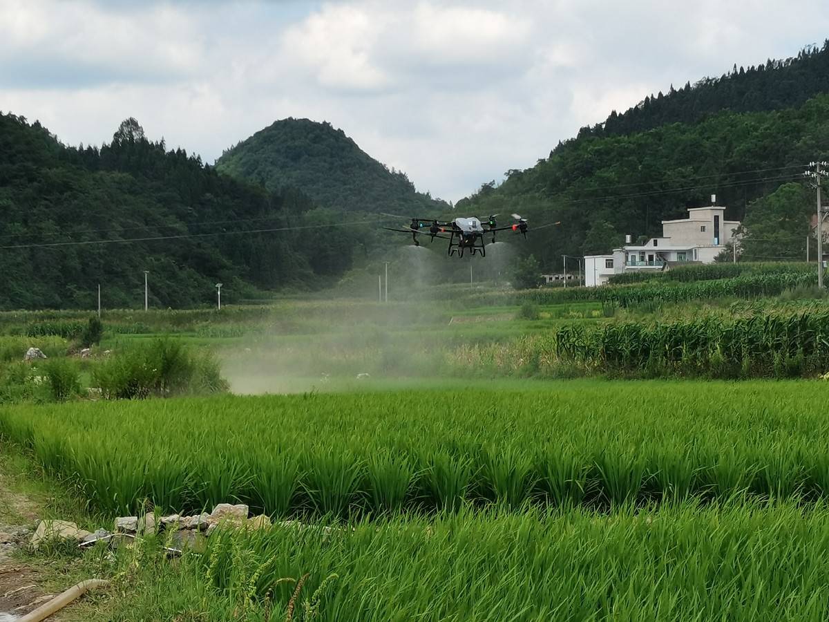 清镇市植保无人机喷施叶面肥助力粮食安全生产