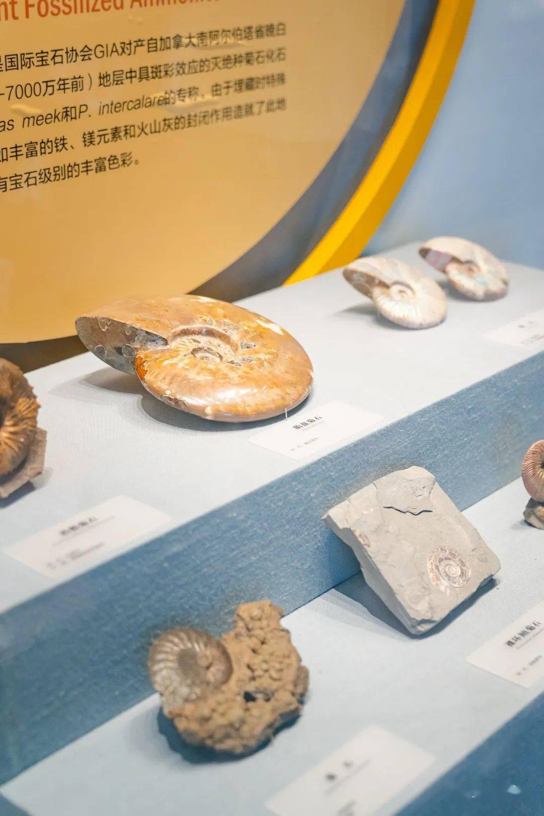 这个周末去博物馆吹着空调探寻自然与科技的无限奥妙吧