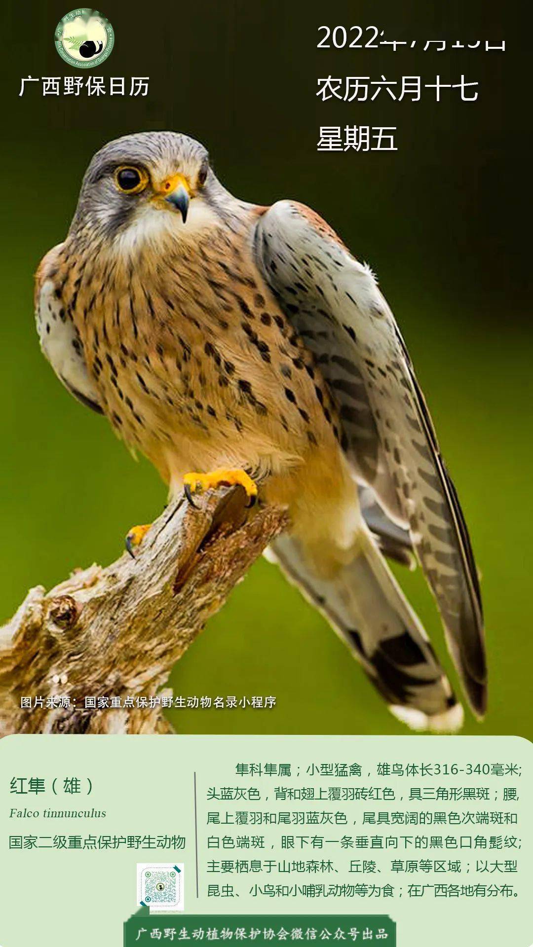 【广西野保日历】红隼-雄(国家二级保护动物)_来源_崇左_杂志