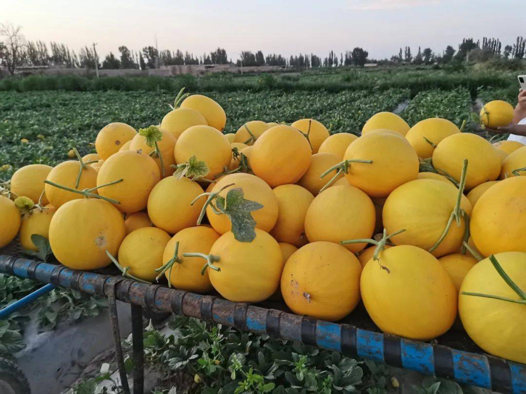 我与甘味的故事民勤蜜瓜为何香飘全国