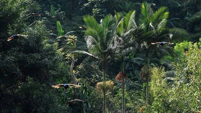 一次西双版纳,走遍东南亚~_热带雨林_大象_风情