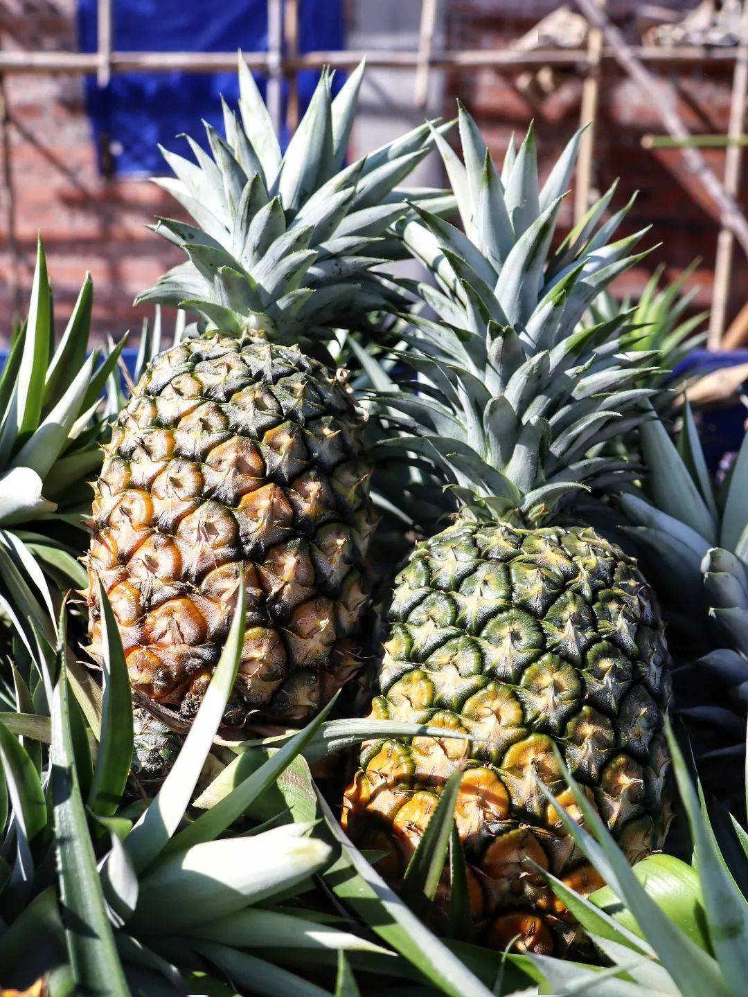 尝鲜正当时金灿灿甜蜜蜜的更合本地凤梨上市