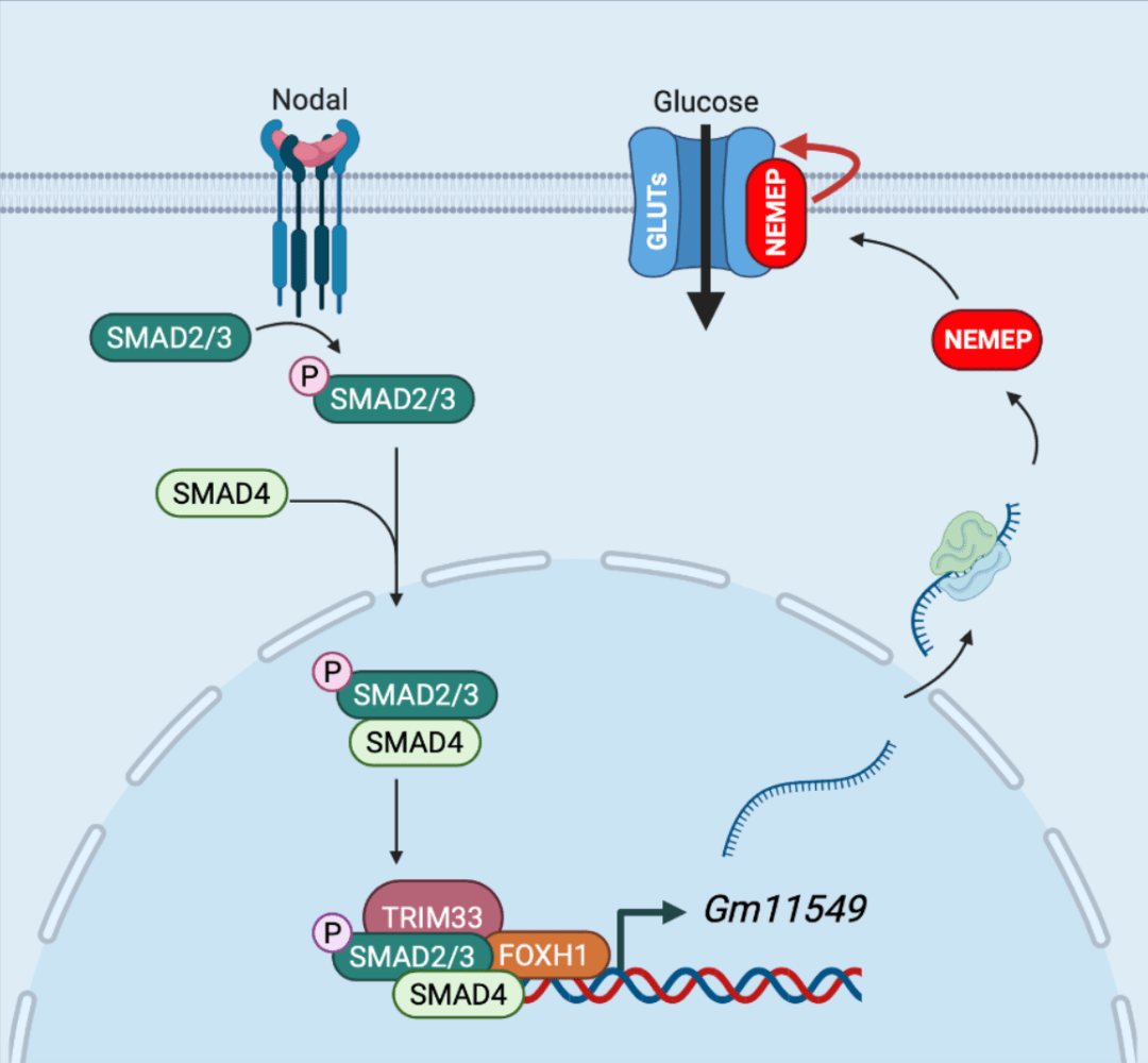 郗乔然课题组揭示tgf-β信号通路调控小鼠 胚胎干细胞中内胚层分化的